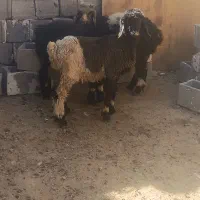 بره نر|حیوانات مزرعه|شیراز, جرسقان|دیوار