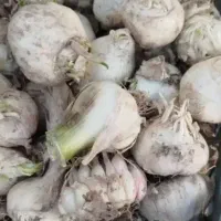 سیر|خوردنی و آشامیدنی|دزفول, |دیوار