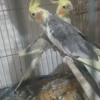 یه جفت عروس هلندی