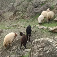 گوسفند مایه شریکی