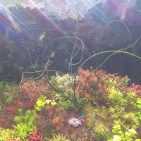 فروش گیاه اکواریومی|ماهی|ملایر, |دیوار