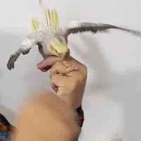 دو عدد عروس هلندی|پرنده|روانسر, |دیوار