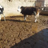 فروش گاو گوساله