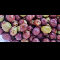 عناب تازه
