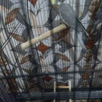 عروس هلندی جفت یک قلیون تنه چوبی دارم|پرنده|چهارباغ, |دیوار