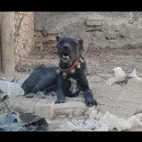 سگ نگهبان صفت 2ساله