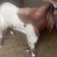 پازن گوشتی زیر قیمت|حیوانات مزرعه|سعدآباد, |دیوار