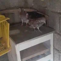 کبوتر|پرنده|ایوان, |دیوار