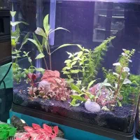 آکواریوم امواج|ماهی|زاهدان, |دیوار