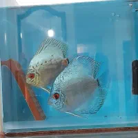 جفت دیسکس مولد|ماهی|اردبیل, |دیوار