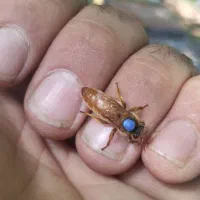 ملکه زنبور عسل