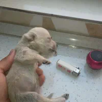 واگذاری سگ نژاد جک راسل