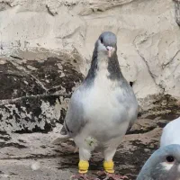 کبوتر بدرنگ  نر وماده|پرنده|اقبالیه, |دیوار