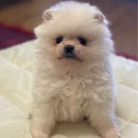 پامرانین نر خرسی اصل