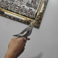 عروس هلندی|پرنده|مشهد, شهید قربانی|دیوار