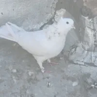 کبوتر|پرنده|قم, نیروگاه|دیوار