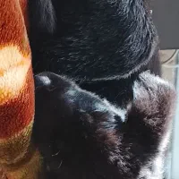 توله سگ ژرمن نر ورک لاین