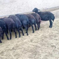 بره ماده گوسفند