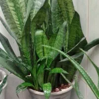 3عدد گلدان سنسوریا شاداب وپر