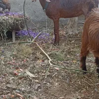 بزغاله ماده پاکستانی جوانه سالم