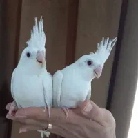 طوطی عروس پاریس|پرنده|شیراز, فضل‌آباد|دیوار