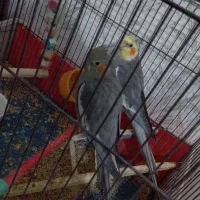 پرنده عروس هلندی|پرنده|اردبیل, |دیوار