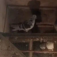 کبوتر نر جوان|پرنده|گرمی, |دیوار