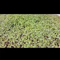 نهال گوجه تیتان