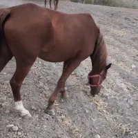 اسب دم گیر|اسب و تجهیزات اسب‌سواری|بهبهان, |دیوار