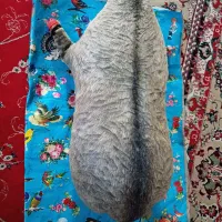 هیزه روغن حیوانی