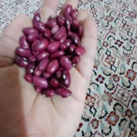 لوبیا قرمز امسالی|خوردنی و آشامیدنی|خان ببین, |دیوار