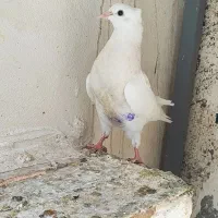 کبوتر طوقی|پرنده|گنبد کاووس, |دیوار