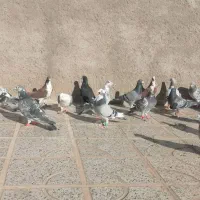 کفتر بوم بضمانت|پرنده|تربتحیدریه, پایانه مسافربری تربت حیدریه|دیوار