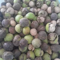 گردو زنی(گردوتکانی)