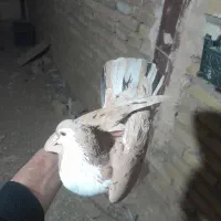 ساده زرد پز خال کله الماسی دم سفید