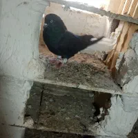 کبوتر سیاه دم سفید|پرنده|میانه, |دیوار