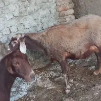 گوسفند ترکمنی و کبود ماده|حیوانات مزرعه|جلین, |دیوار