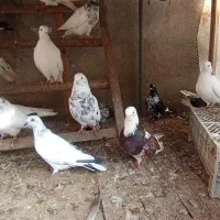 کبوتر اس.شهرستان .پرشی ساعت بالا .تضمینی|پرنده|آمل, |دیوار