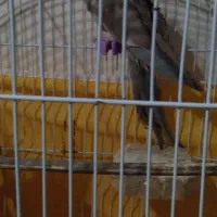 عروس|پرنده|رشت, حومه رشت|دیوار