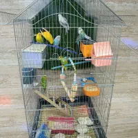 مرغ عشق خوشرنگ و ناز و یک جفت فنچ