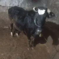 یک راس گاو آبستن