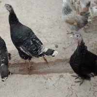 بوقلمون ماده