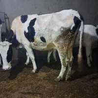 گاو باسه راس گوساله