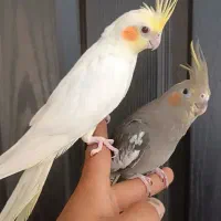 عروس هلندی رام دستی دستی