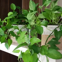 گلدان زیبا کاردست|گل و گیاه طبیعی|مشهد, ایثارگران|دیوار