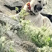 سگ سرابی