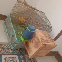 یه جفت عروس هلندی|پرنده|شیراز, فرهنگیان|دیوار