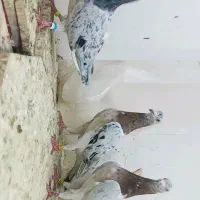 سار سرور معوضه هم دارم با سبز پولک