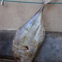 ماهی جنوب|ماهی|کاشان, سیفی آباد|دیوار