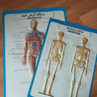 پوستر مدل آناتومی انسان برای رشته تجربی زیست شناسی